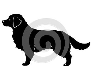 Golden Retriever black silhouette with details in side view