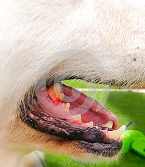 Golden Retriever Blooding Teeth inside his mouth photo