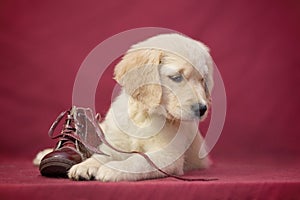 golden retriever breed near a boot on a red background