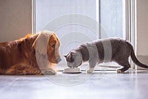 Golden retriever and British short hair cat