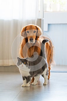 Golden retriever and british shorthair cat get close