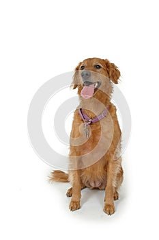 Golden Retriever Brown