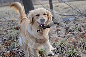 golden retriever catching stick, tail wagging voraciously