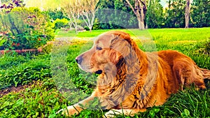 Golden Retriever chilling on a summer day in Andakit , akkar North Of Lebanon