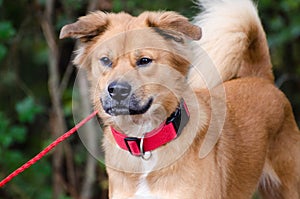 Golden Retriever Chow mixed breed dog