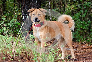 Golden Retriever Chow mixed breed dog