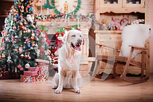 Golden retriever, Christmas and New Year