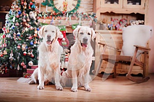 Golden retriever, Christmas and New Year