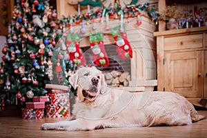 Golden retriever, Christmas and New Year