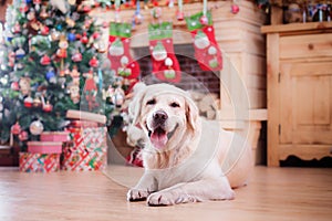 Golden retriever, Christmas and New Year