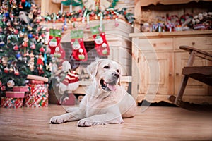 Golden retriever, Christmas and New Year