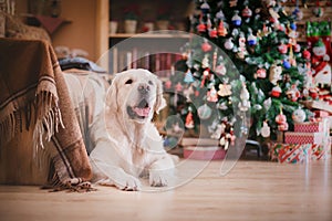 Golden retriever, Christmas and New Year