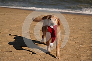 Golden Retriever with Christmas Santa Hat at the Beach at Golden Hour Playing.