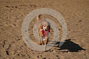 Golden Retriever with Christmas Santa Hat at the Beach at Golden Hour Playing.