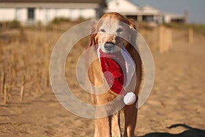 Golden Retriever with Christmas Santa Hat at the Beach at Golden Hour Playing.