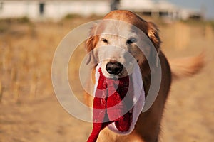 Golden Retriever with Christmas Santa Hat at the Beach at Golden Hour Playing.