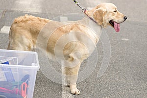 Golden Retriever close-up