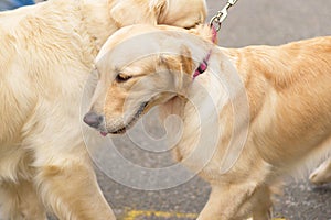 Golden Retriever close-up