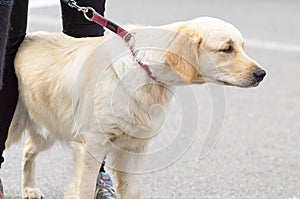 Golden Retriever close-up