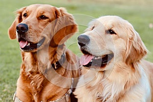 Golden Retriever companions lounging in a lush, grassy meadow, enjoying the sunshine