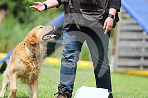 A Golden Retriever is concentrated of the signals from his master at dog school