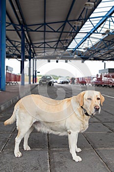 The golden retriever customs dog
