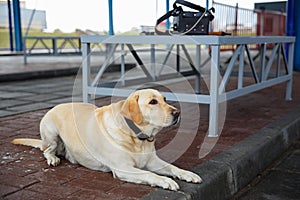 The golden retriever customs dog