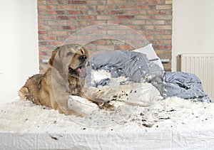 Golden retriever demolishes a pillow