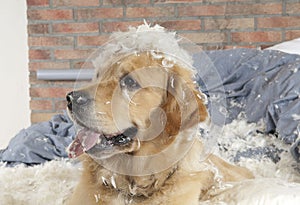 Golden retriever demolishes a pillow