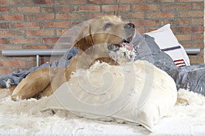 Golden retriever demolishes a pillow