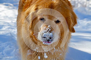 Golden Retriever digging in the winter snow