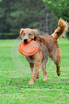 Golden Retriever Dog