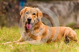 Golden retriever dog