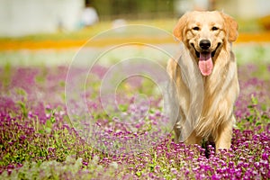 Golden retriever dog