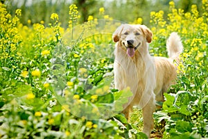 Golden retriever dog