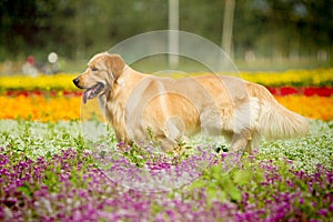 Golden retriever dog