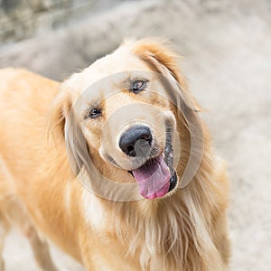 Golden retriever dog