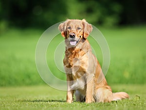 Golden retriever dog