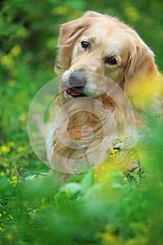 Perro perdiguero de oro el perro 