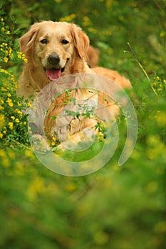 Perro perdiguero de oro el perro 