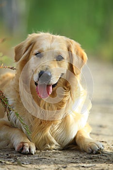 Golden retriever dog