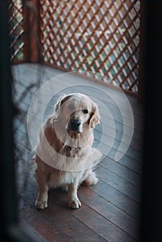 Golden retriever dog