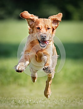 Golden retriever dog