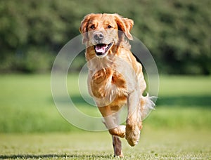 Golden retriever dog