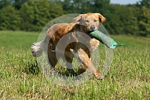 Golden Retriever dog