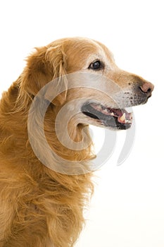 Golden Retriever Dog