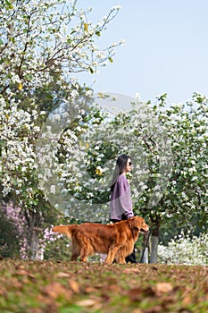 Golden retriever dog accompanies its owner for a walk in the park