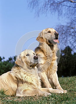 Golden Retriever Dog, Adults standing on Grass