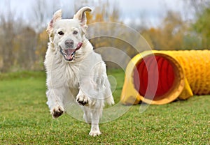 Golden Retriever dog on agility training