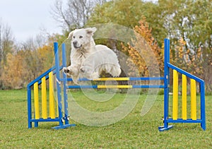 Golden Retriever dog on agility training